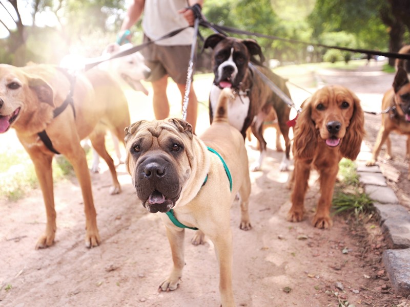 Cães a passear de trela