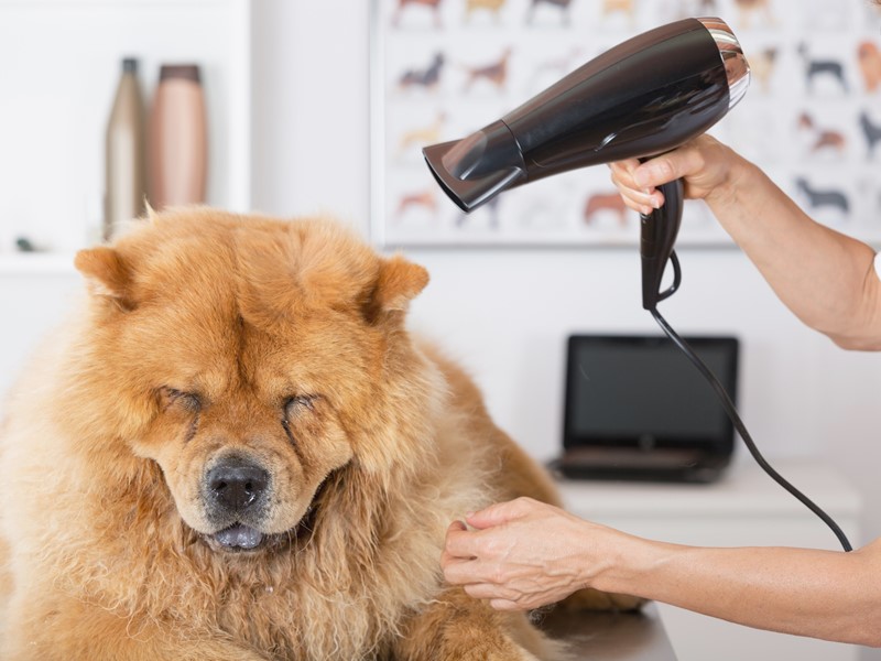 Cão com secador de cabelo