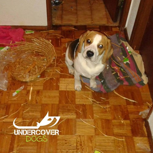 Consulta comportamental