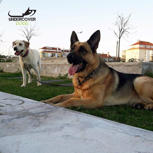 Treino Personalizado